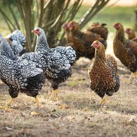 Appartement Herzlich Willkommen Auf Unserem Hof! *
