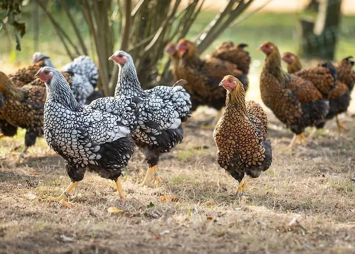 Appartement Herzlich Willkommen Auf Unserem Hof! *